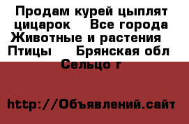 Продам курей цыплят,цицарок. - Все города Животные и растения » Птицы   . Брянская обл.,Сельцо г.